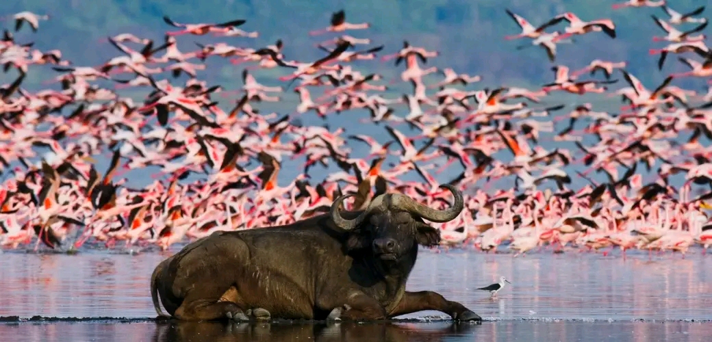 Lake Nakuru National Park
