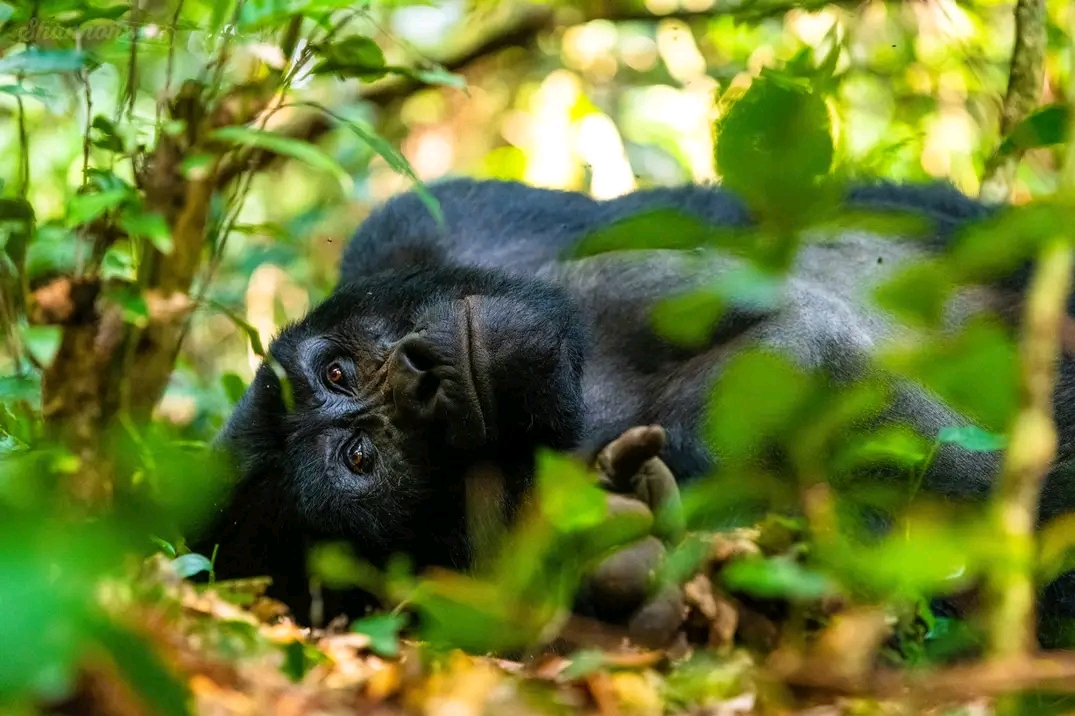 3 Days Fly-in Uganda Gorilla Trekking Safari
