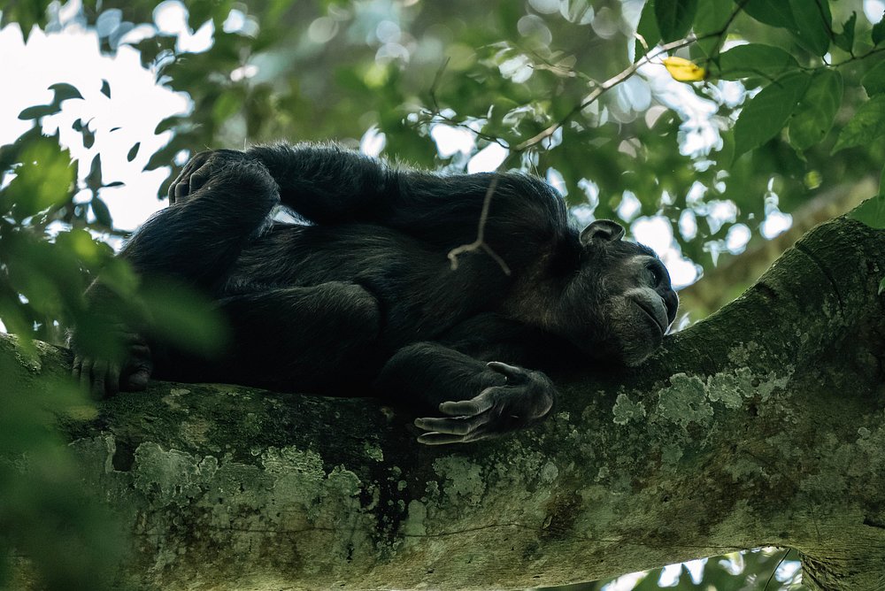 Chimpanzee trekking in Uganda