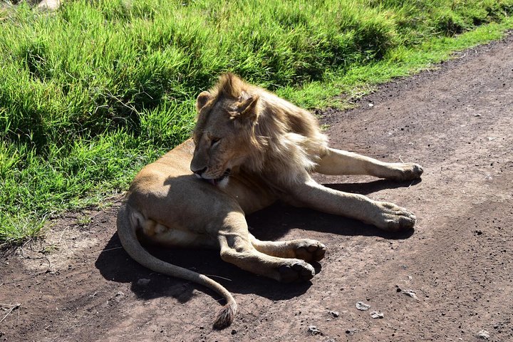 5 Days Queen Elizabeth Wildlife Safari & Kibale Chimpanzee trekking