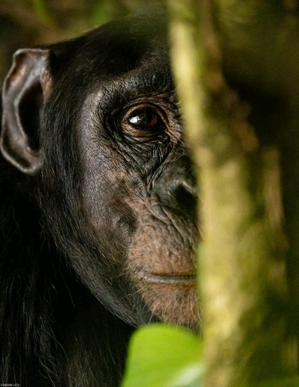 5 Days Uganda Wildlife safari & Chimpanzee trekking tour