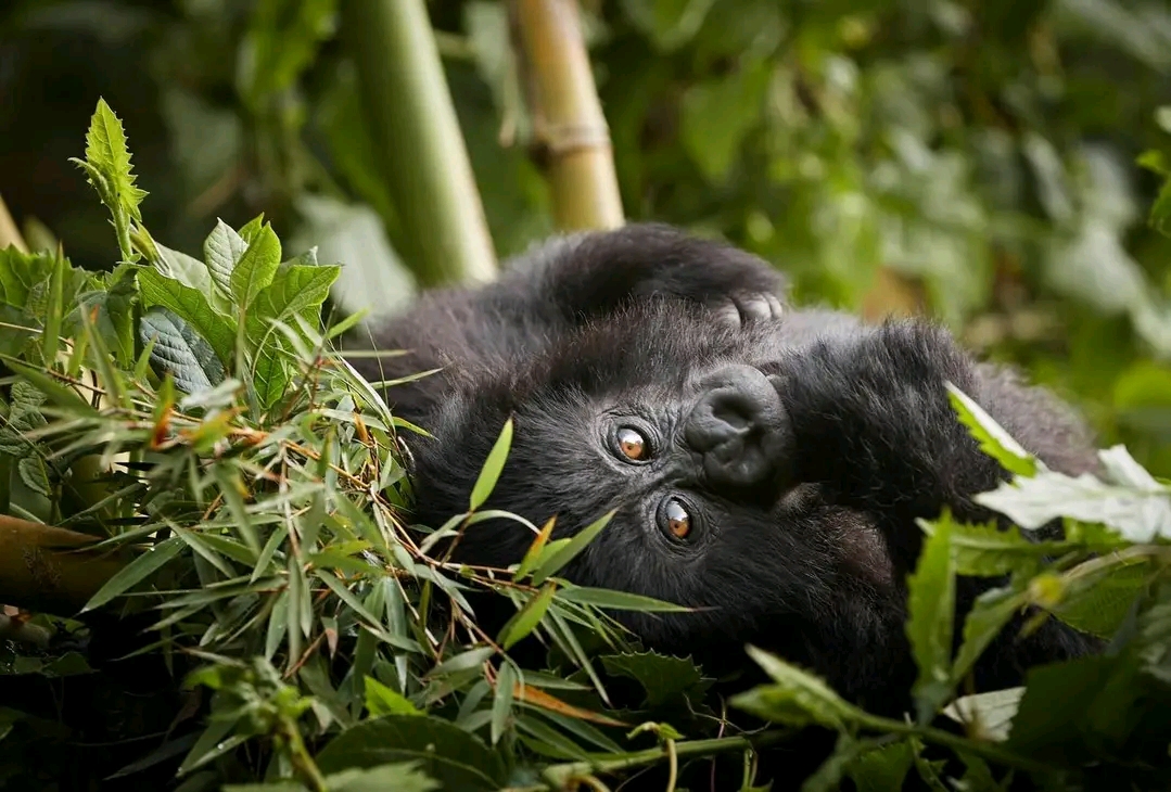 3 Days Uganda Gorilla Trekking Safari