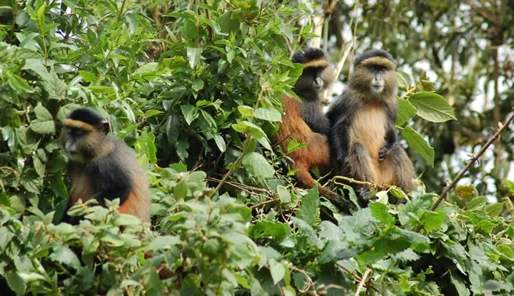 4 Days Rwanda Gorillas & Golden Monkey Trekking Safari
