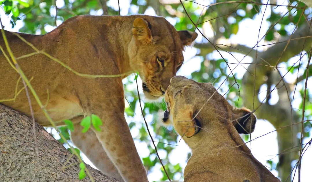 10 days Ultimate Uganda Safari