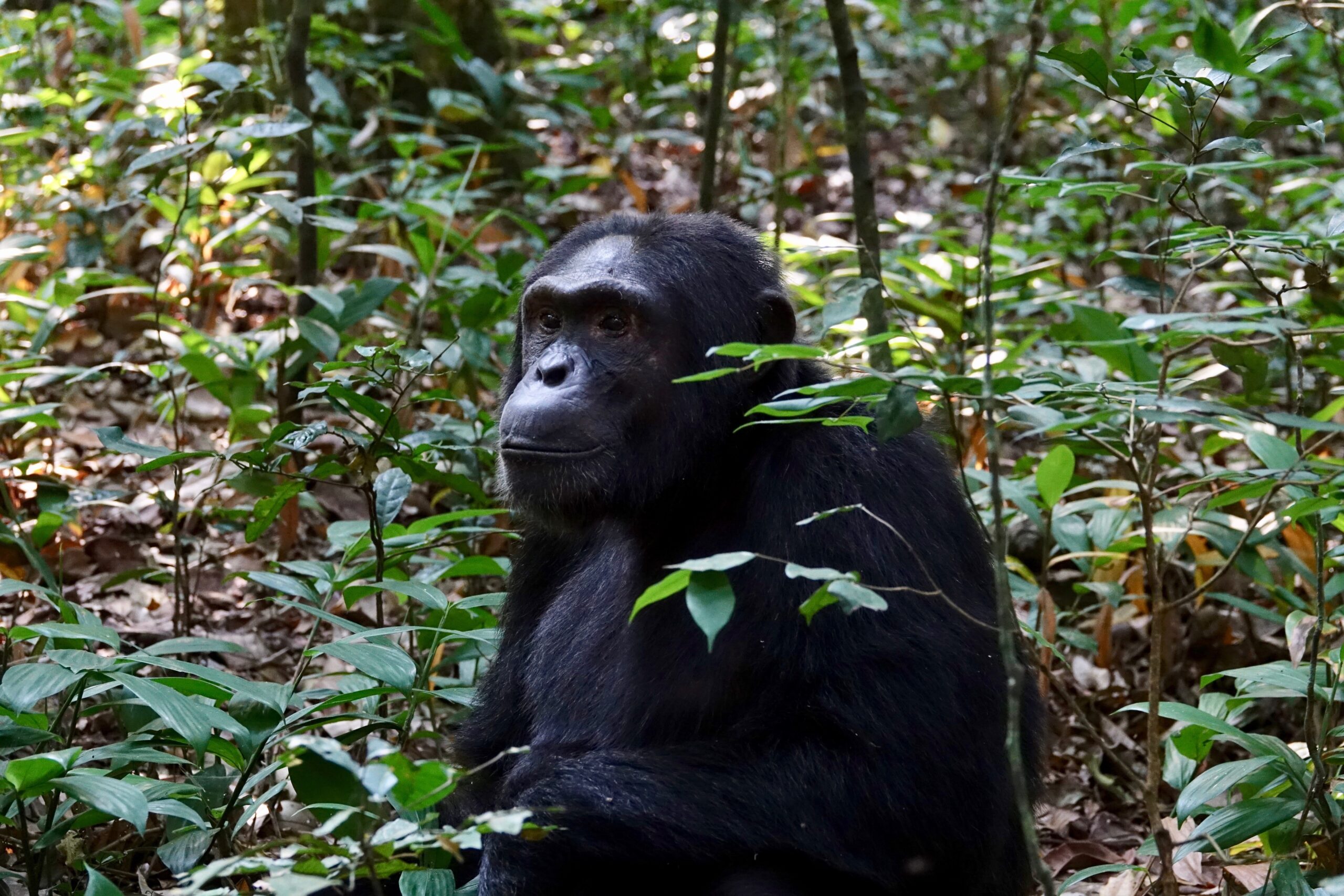 Mikumi National Park