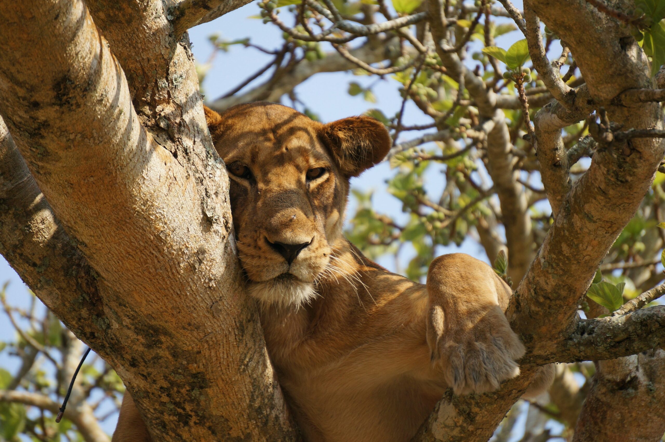 Lake Manyara National Park