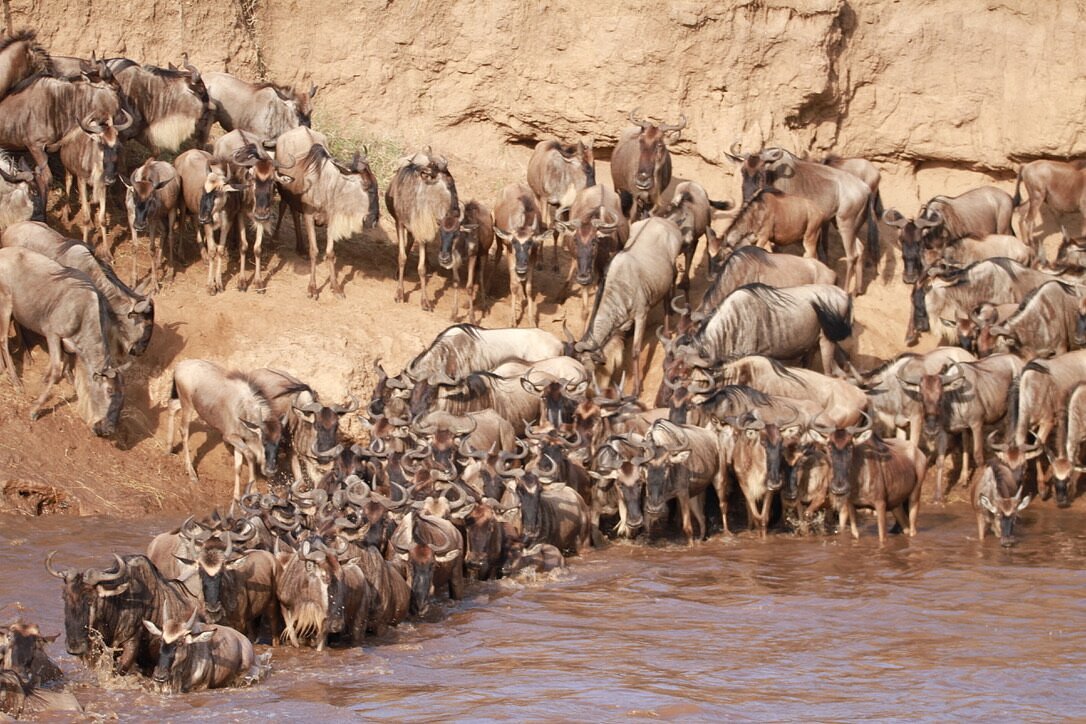 Wildebeest Migration in Kenya